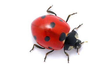 Coccinelle.jpg