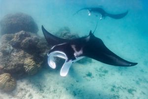 Une Ray Manta dans son habitat naturel, l'eau